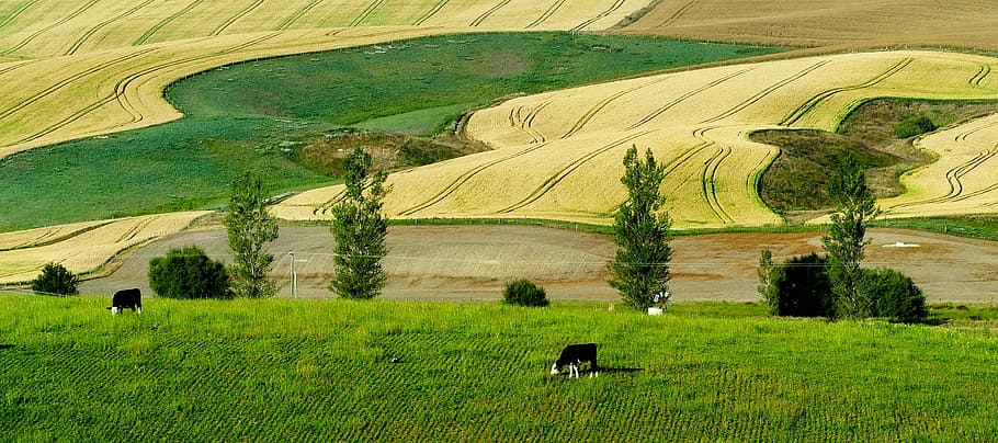 hitam, putih, sapi, makan, bidang rumput, selandia baru, panorama, pertanian, peternakan, gandum