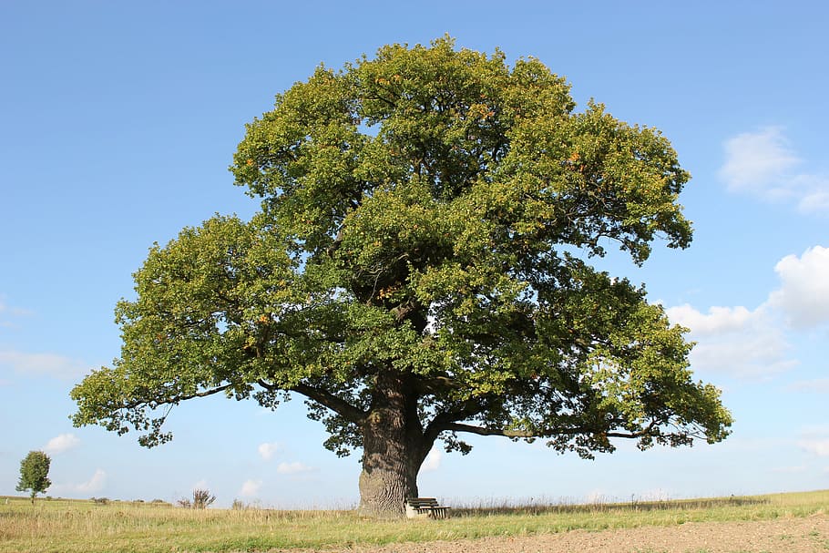 person, white, suit, laying, green, leaf tree, court oak, oak, tree, old oak