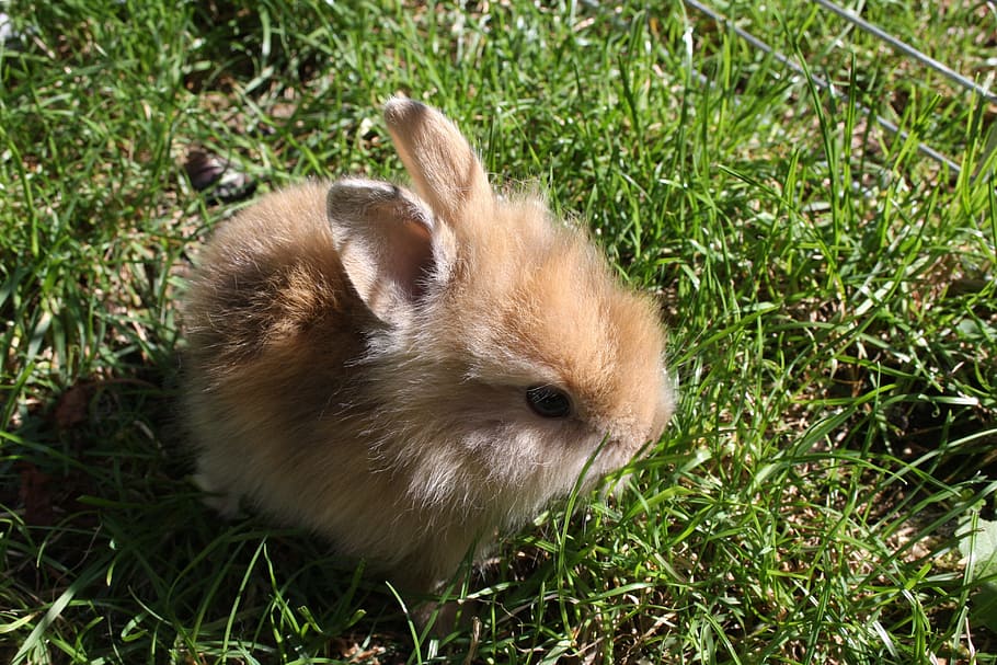 brown, rabbit, grass, Error, dwarf rabbit, hare, bunny, cute, garden, summer