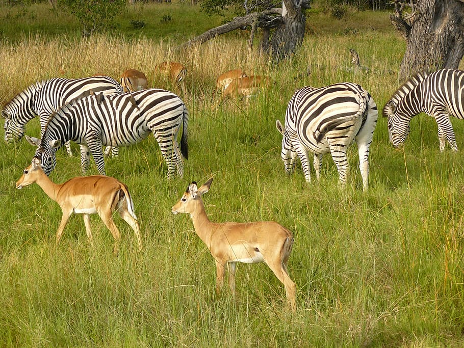 zebras, antelope, grazing, chobe, game park, botswana, africa, herd, animals, wildlife