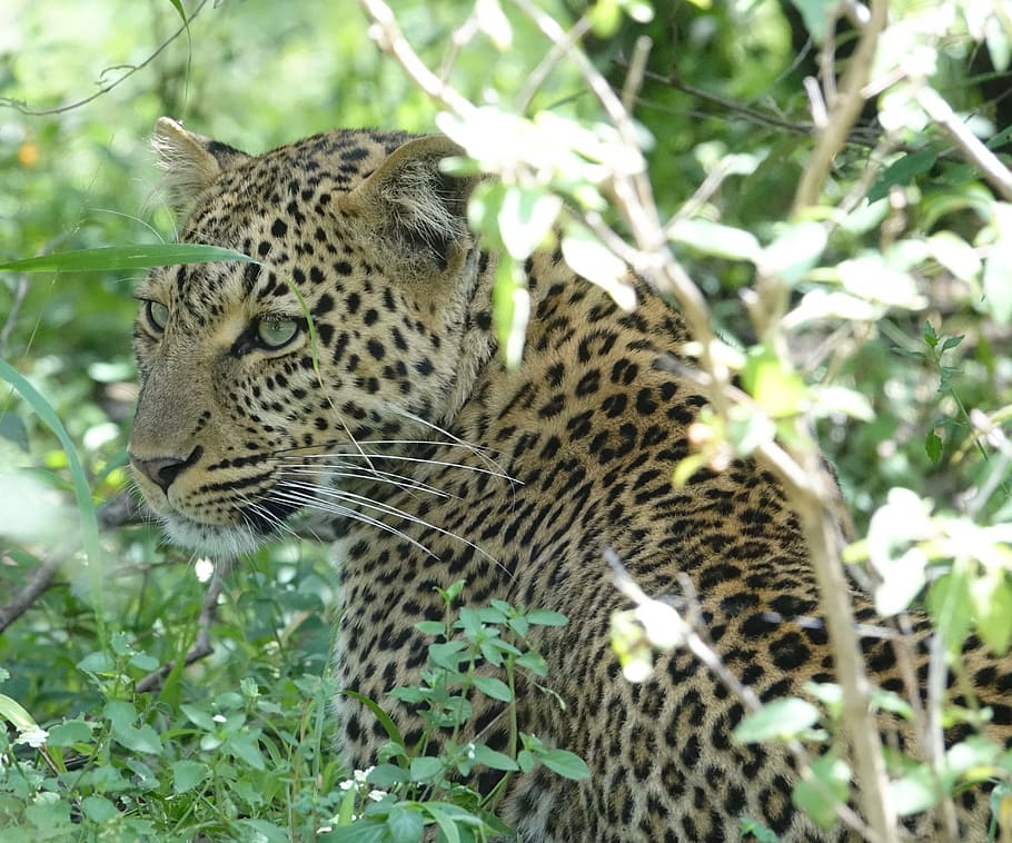 fauna, gato, naturaleza, carnívoro, leopardo, animal, kenia, áfrica, un animal, temas de animales