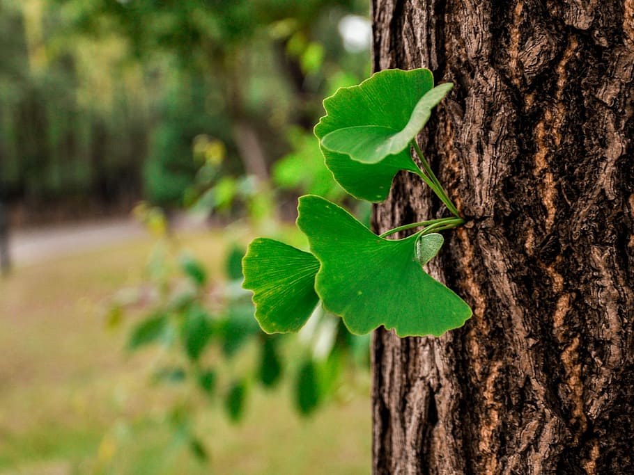 Ginkgo, Tree, Leaf, tree, leaf, nature, forest, green Color, plant, outdoors, environment