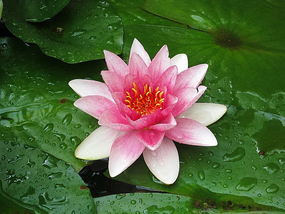 merah muda, putih, bunga lotus, air merah muda, lily air, nuphar lutea, bunga, kolam, alam, air