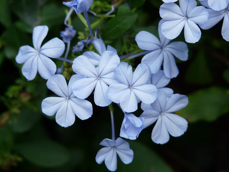 selektif, foto fokus, putih, 5-petaled, 5- petaled bunga, Bunga, biru muda, cape europaea, plumbago auriculata, plumbago capensis thunb