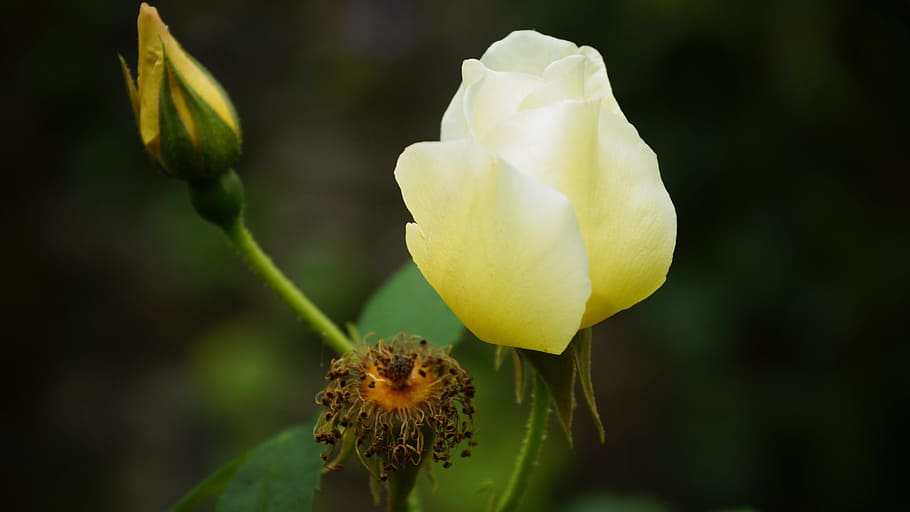 rosa, floral, marchito, planta, natural, florecer, pétalo, botánico, orgánico, tallo