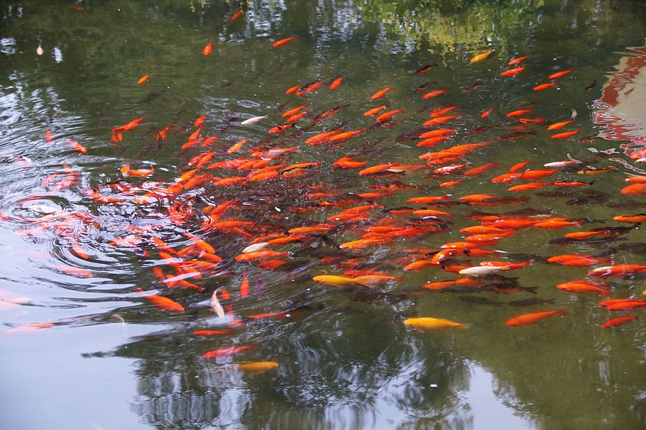 lagoon, fish, red, garden, decorative, gold, koi, water, freshwater, group of animals