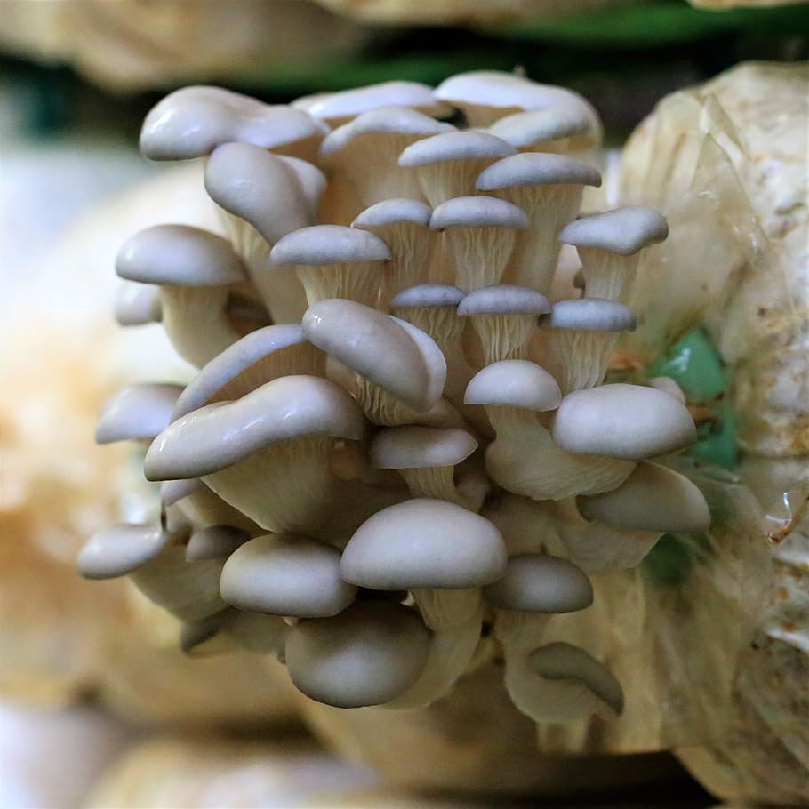mushroom, fungus, nature, food, edible, growing, close up, vegetarian, close-up, edible mushroom