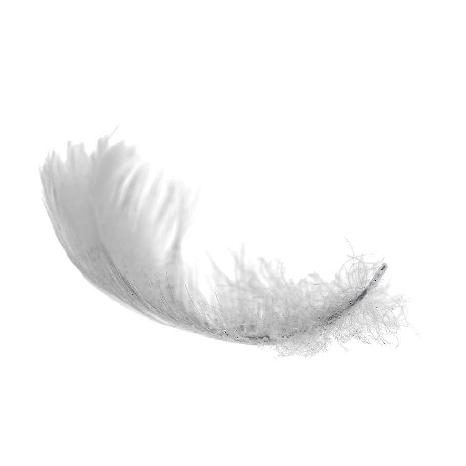 Pen, Light, Soft, White, Purity, soft, white, feather, fluffy, bird, isolated