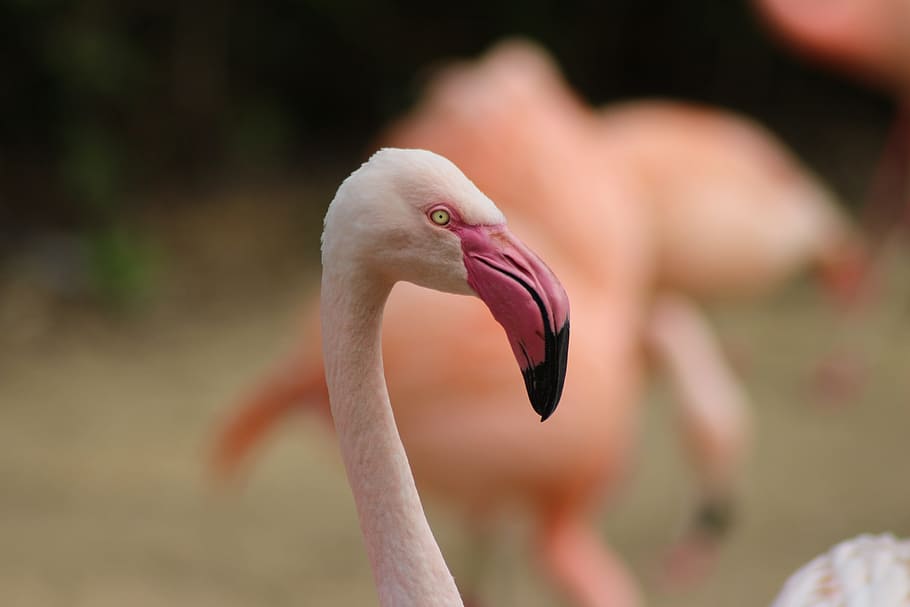 seletiva, foto de foco, rosa, flamingo, branco, animal, fotografia da vida selvagem, pássaro, natureza, animais selvagens