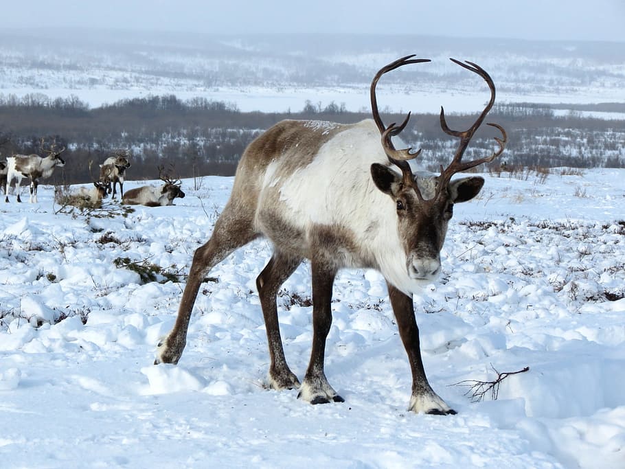 white, gray, animal, snow, reindeer, the herd, pasture, the horn of africa, hoof, ungulates