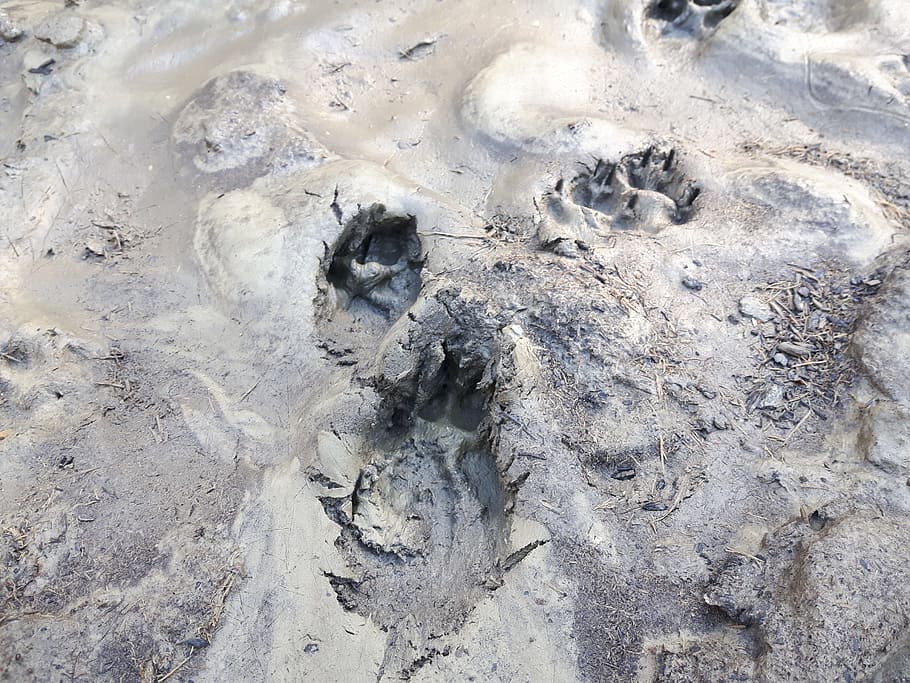 traces, mud, earth, fox, dog, claws, tree, land, beach, high angle view