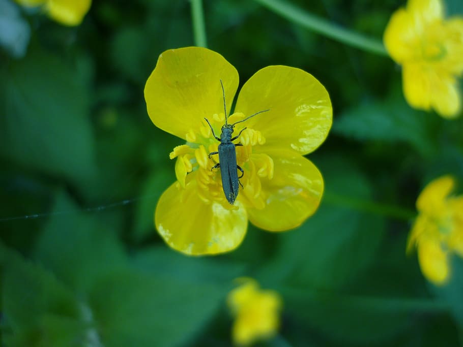 Dor, Black Beetle, beetle, dor beetles, insect, animal, nature, beetles, yellow, flower