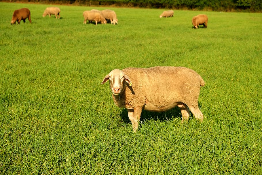 羊, 牧草地, 家畜, 放牧, 自然, 羊毛, 有蹄動物, 白い羊, 哺乳動物, ティアハルトゥング福祉