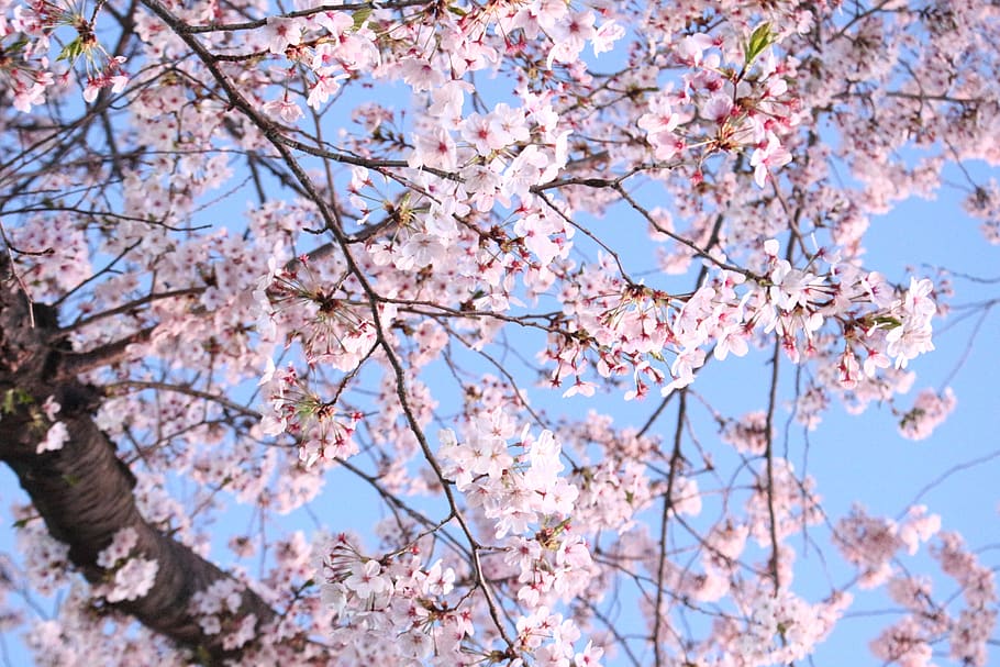 cherry blossom, cherry tree, wood, quarter, flowers, season, spring flowers, petal, flowering, korean flower