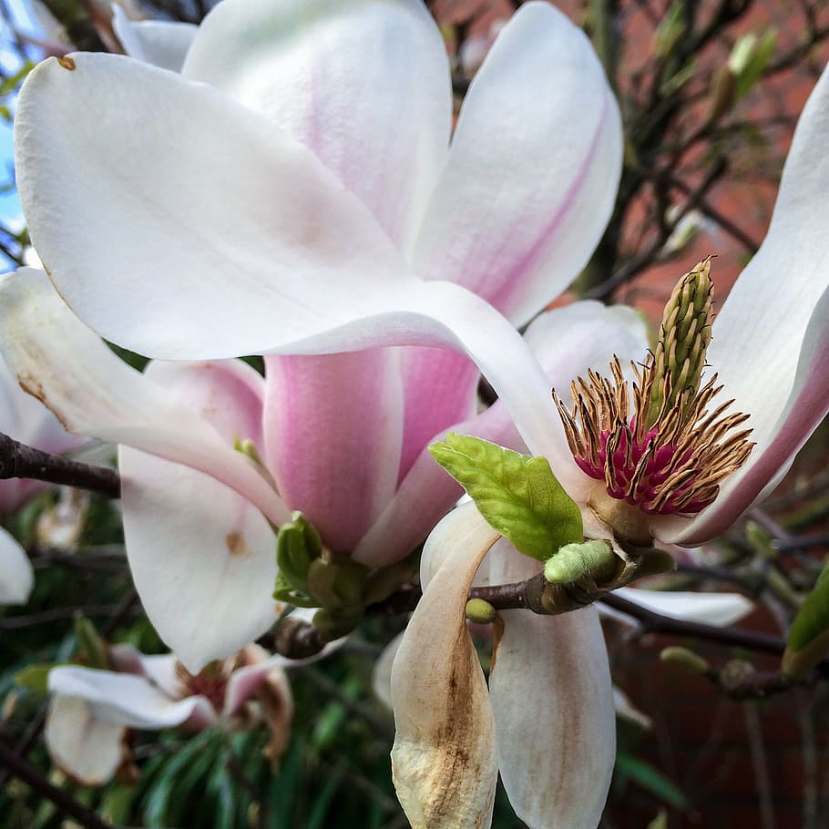 magnolia, mekar, piala, musim semi, pink, bunga, ungu, tanaman berbunga, tanaman, kerapuhan