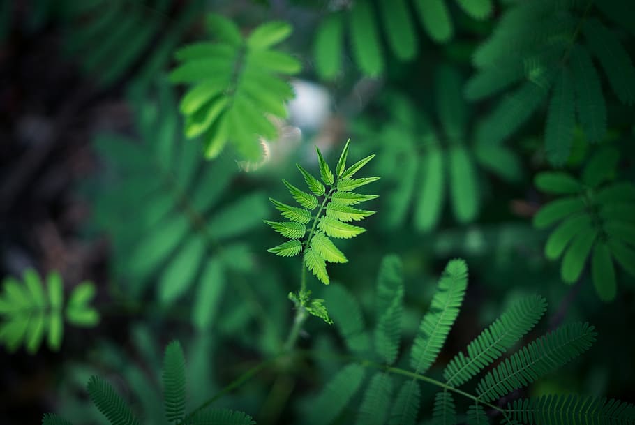 verde, folha, planta, natureza, desfoque, crescimento, parte da planta, cor verde, close-up, beleza da natureza