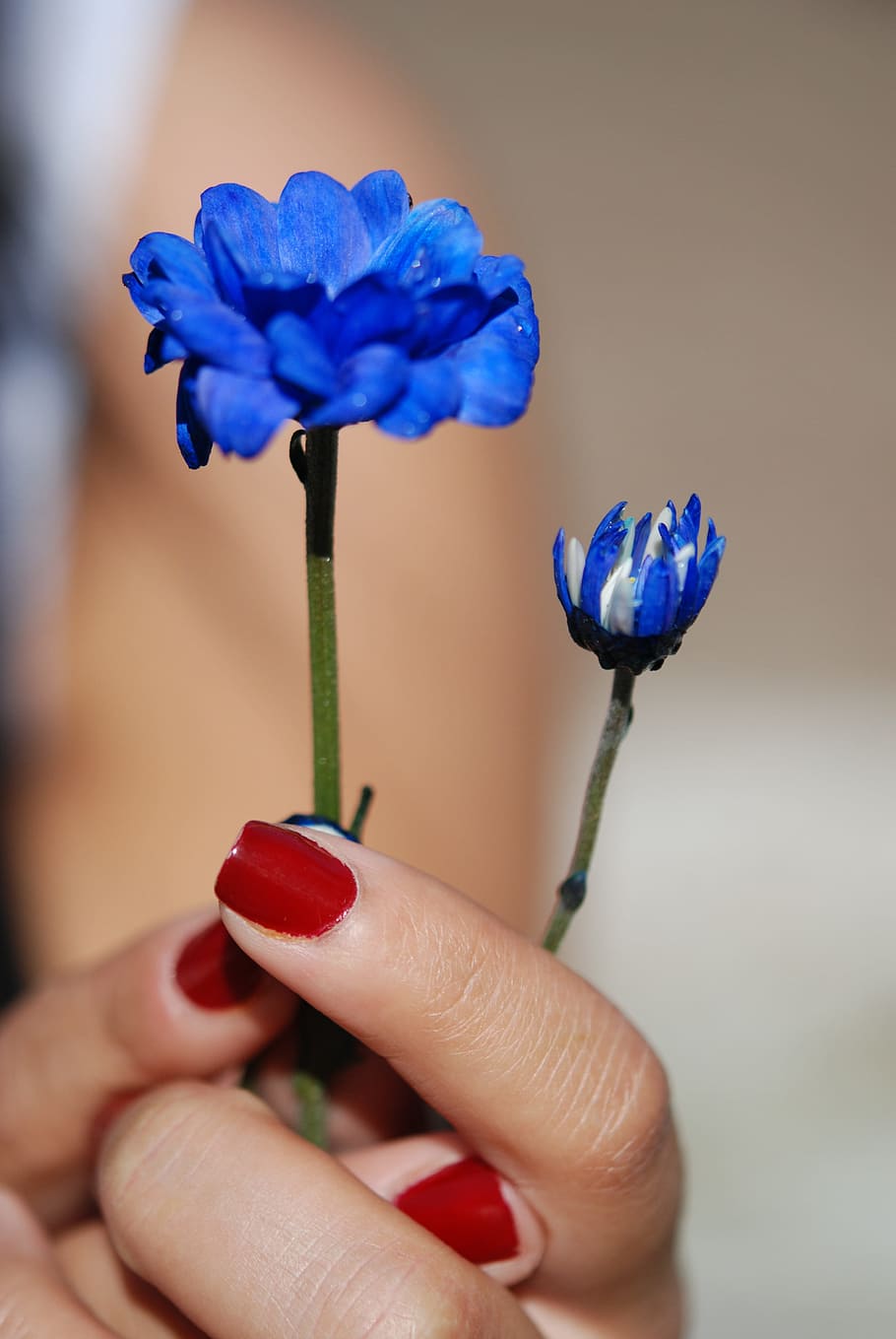 blue rose, flower, bouquet, leaf, nature, green, water, drop, purple, blue