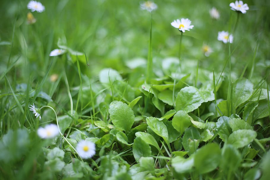 美しい 緑 風景 花や植物 植物 花 緑の色 開花植物 鮮度 自然の美しさ Pxfuel