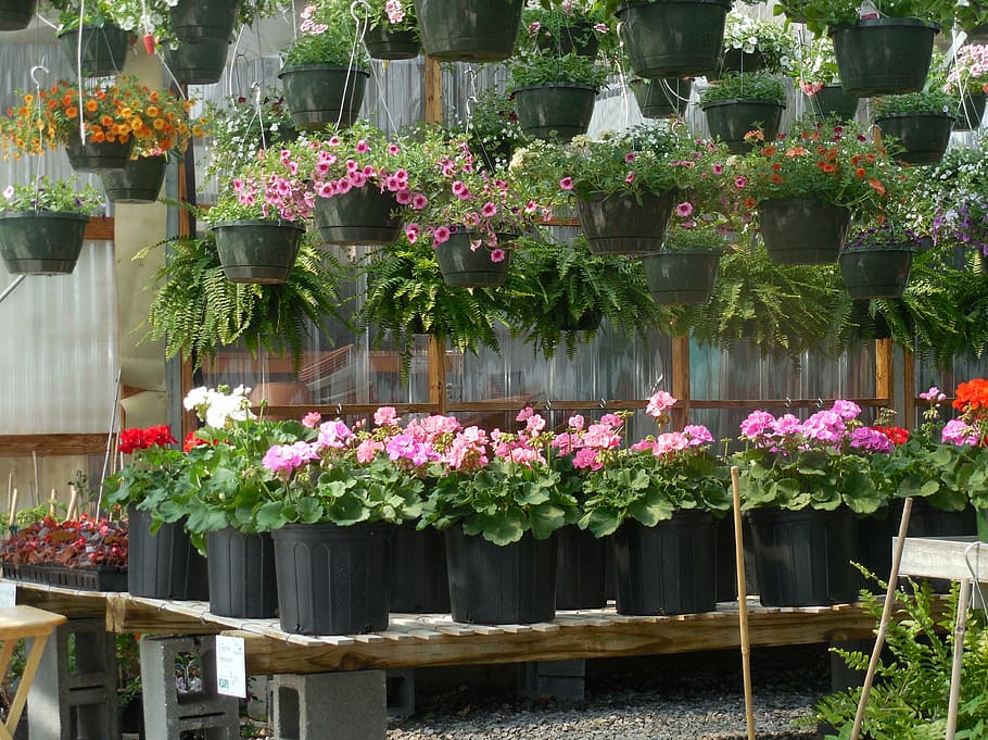 lote de flores de cores sortidas, vaso, flores, estufa, jardim, planta, verde, jardinagem, horticultura, primavera