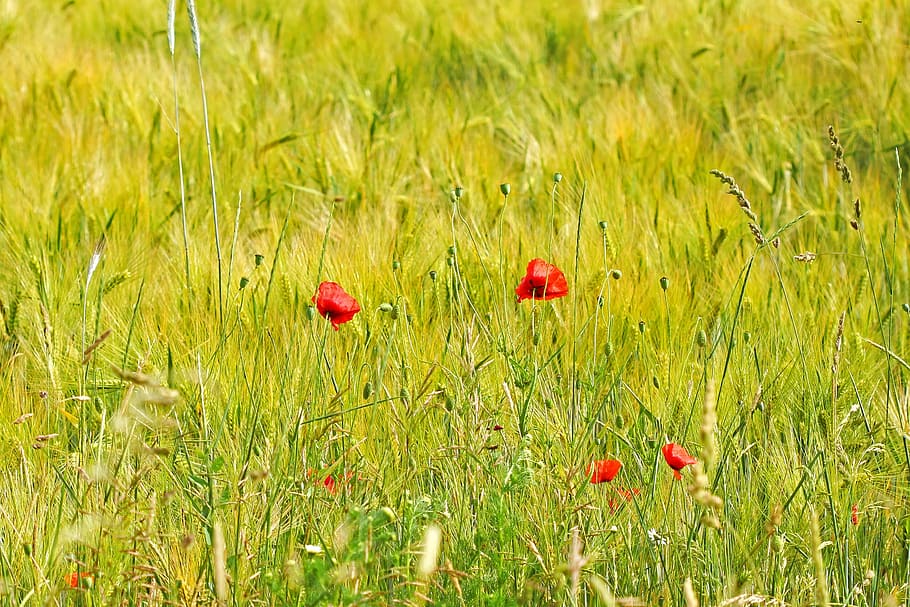 spring, field, flowers, grass, poppies, red, green, nature, wheat, plant