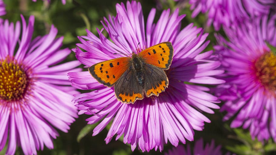 butterfly, flowers, insect, summer, flora, purple, orange, nature, colourful, flower