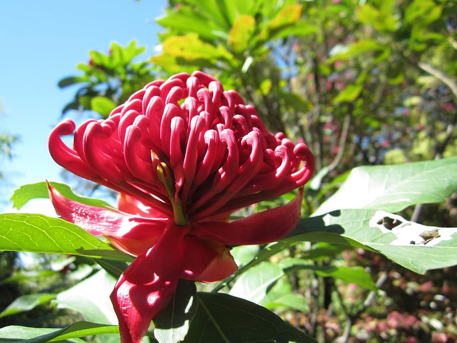 Waratah, Telopea, Proteaceae, Цветок, австралийский, красный, родной, полевой цветок, лепесток, хрупкость