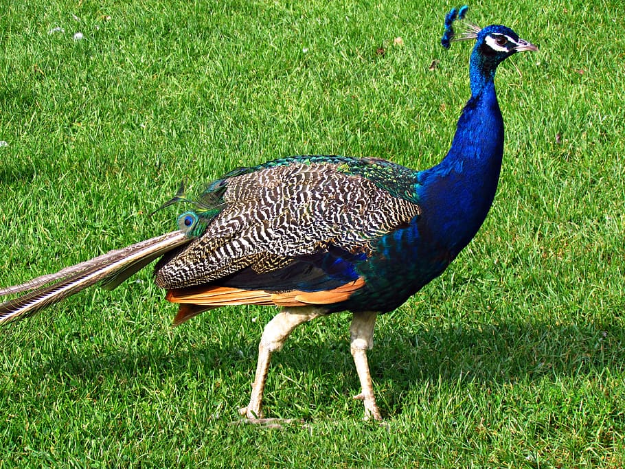 peacock, bird, nature, proud, plumage, pen, peacock eye, colored, animal themes, animal