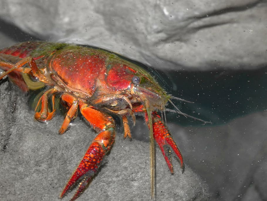 american crab, crayfish, rocks, tweezers, river, invasive species, plague, montsant, one animal, animal themes