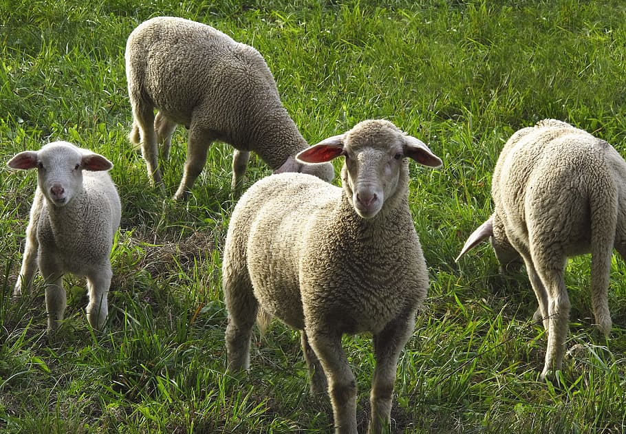 羊, 群れ, 羊の群れ, 国内の羊, 動物, 牧草地, バックライト, 毛皮, 羊皮, 芝刈り機