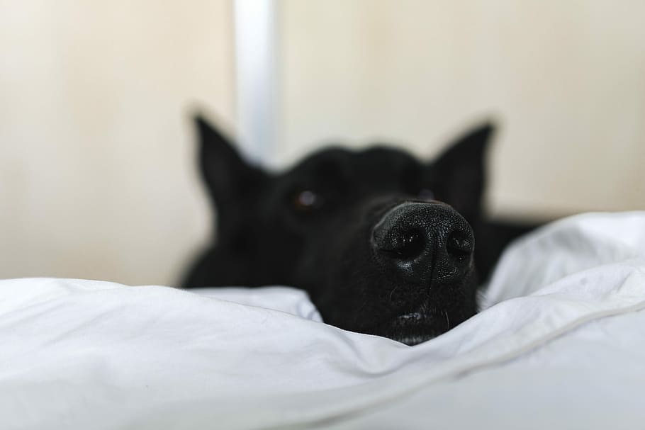 adorable black dog, Adorable, black dog, dog, pet, animal, black, pets, bed, purebred Dog