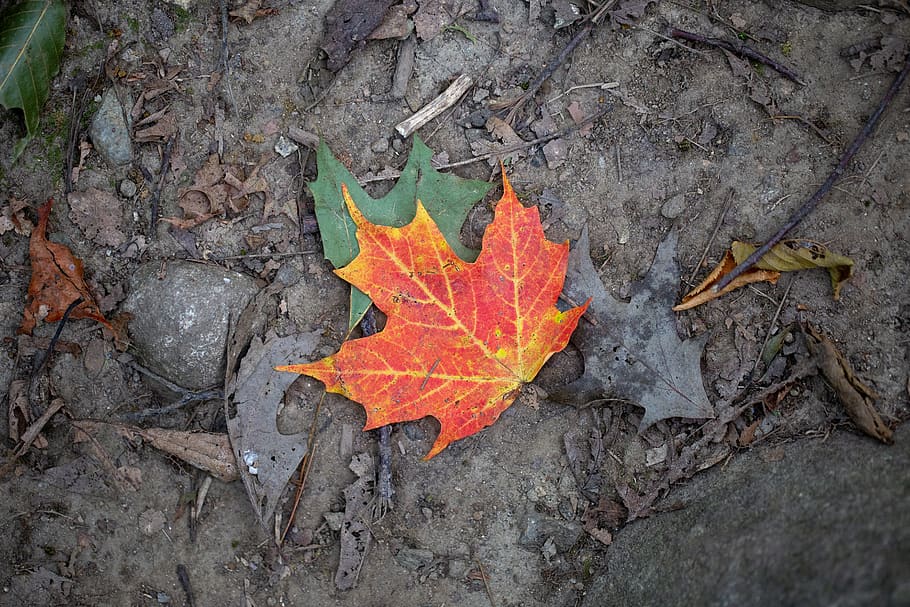 fall, leaf, nature, colorful, autumn, minimal, plant, soil, leaves, outdoor