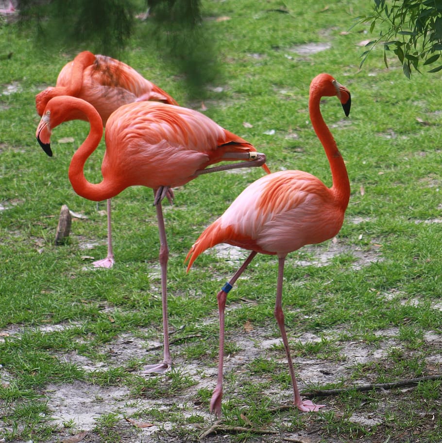 flamingo, flamingos, pink, bird, nature, tropical, animal, exotic, wild, wildlife