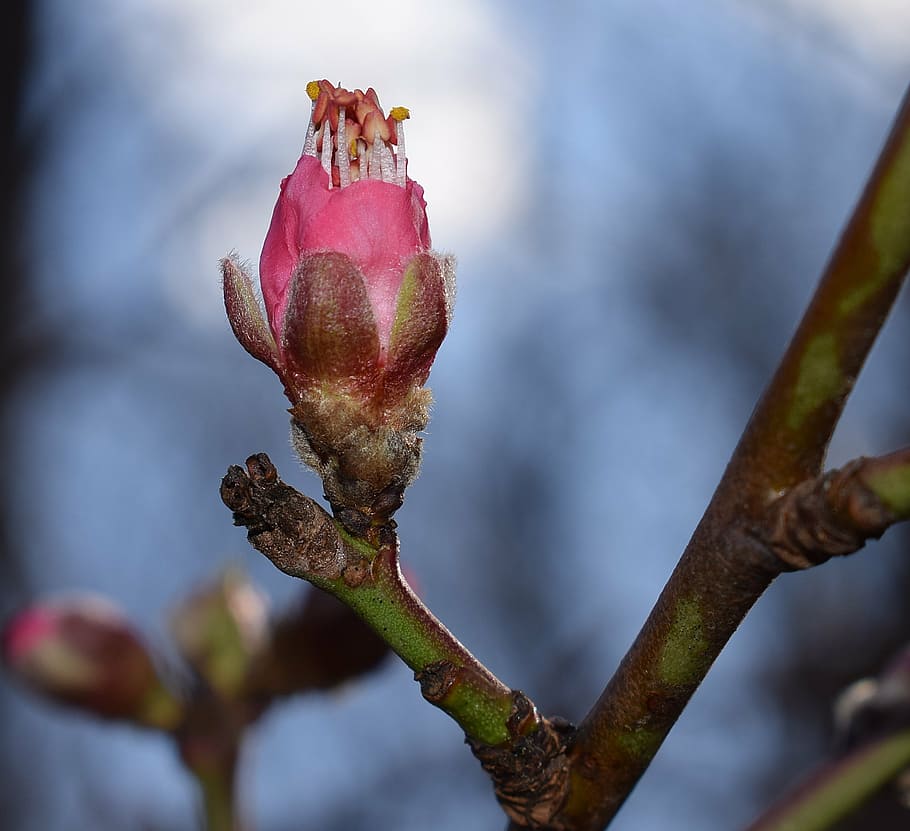 apertura de yema de flor de durazno, árbol de durazno, brote, flor, florecer,  primavera, naturaleza, rosa, árbol, planta | Pxfuel