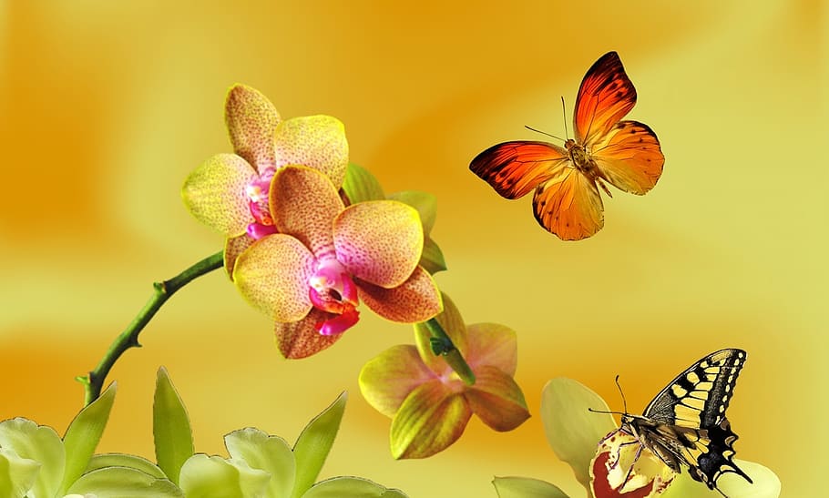two butterflies, yellow orchid, lilac orchid, orchid merged, nature, spring, garden, botanist, flower, flowers