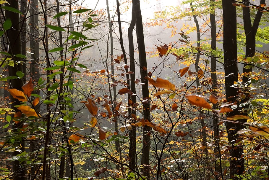 forest, autumn, colorful, fog, fall foliage, autumn colours, branch, plant, tree, growth