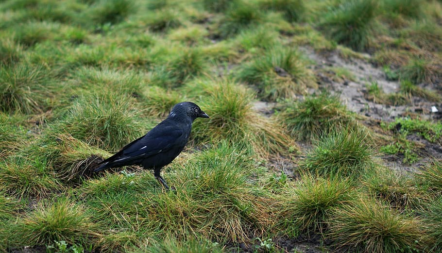 crow, bird, raven bird, raven, birds, black, meadow, arable, nature, one animal
