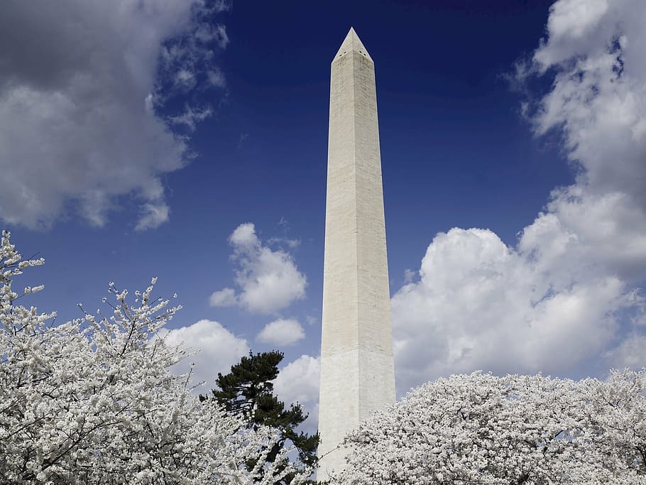 washington monument, cherry trees, blooming, blossoms, springtime, spring, clouds, memorial, historical, tourists