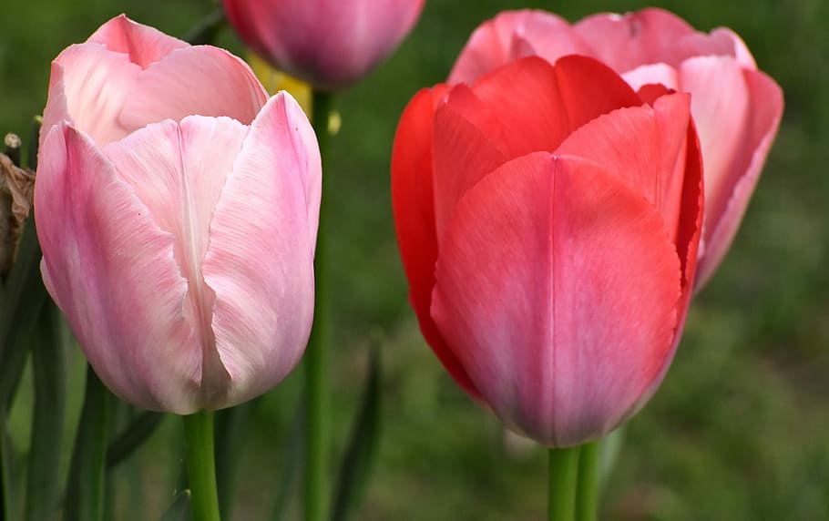 pink tulip flowers, tulips, flowers, colorful, spring flowers, red, yellow, spring, tulip field, tulpenbluete