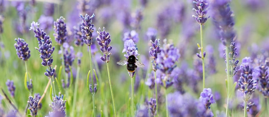 lavanda, abeja, abeja melífera, insecto, violeta, naturaleza, flores de lavanda, flor de lavanda, polinización, macro