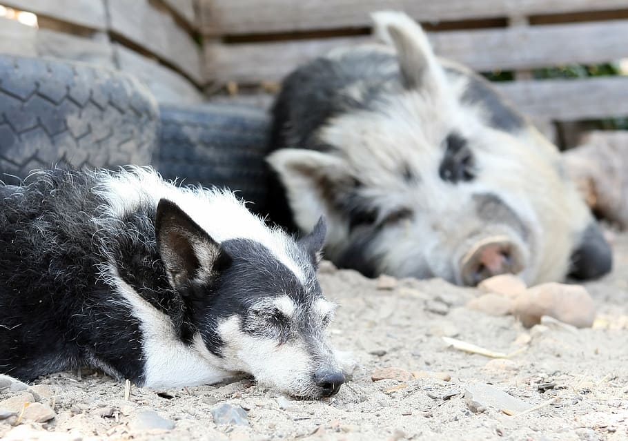 black, white, dog, pig, animal, bacon, big, boar, clean, cute