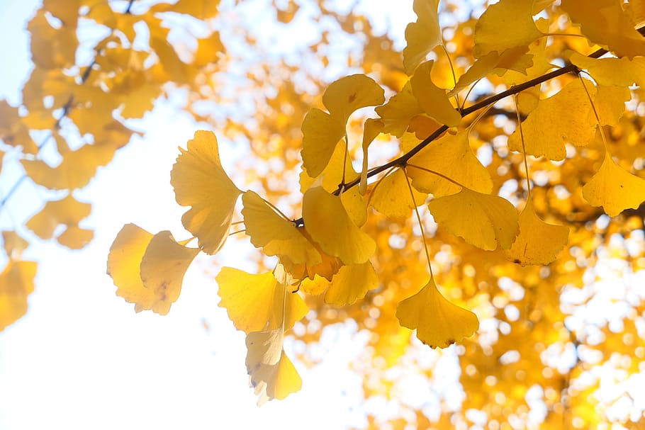 ginkgo, leaf, tree, warm, fall, autumn, colorful, golden, yellow, plant