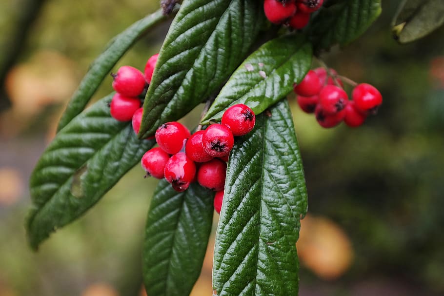 cotoneaster, berries, red, leaves, green, bush, fruit, autumn, berry red, structure