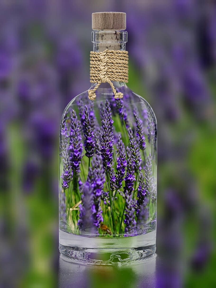 claro, botella de corcho de vidrio, lleno, lavanda, botella, planta, primavera, naturaleza, campo, primer plano