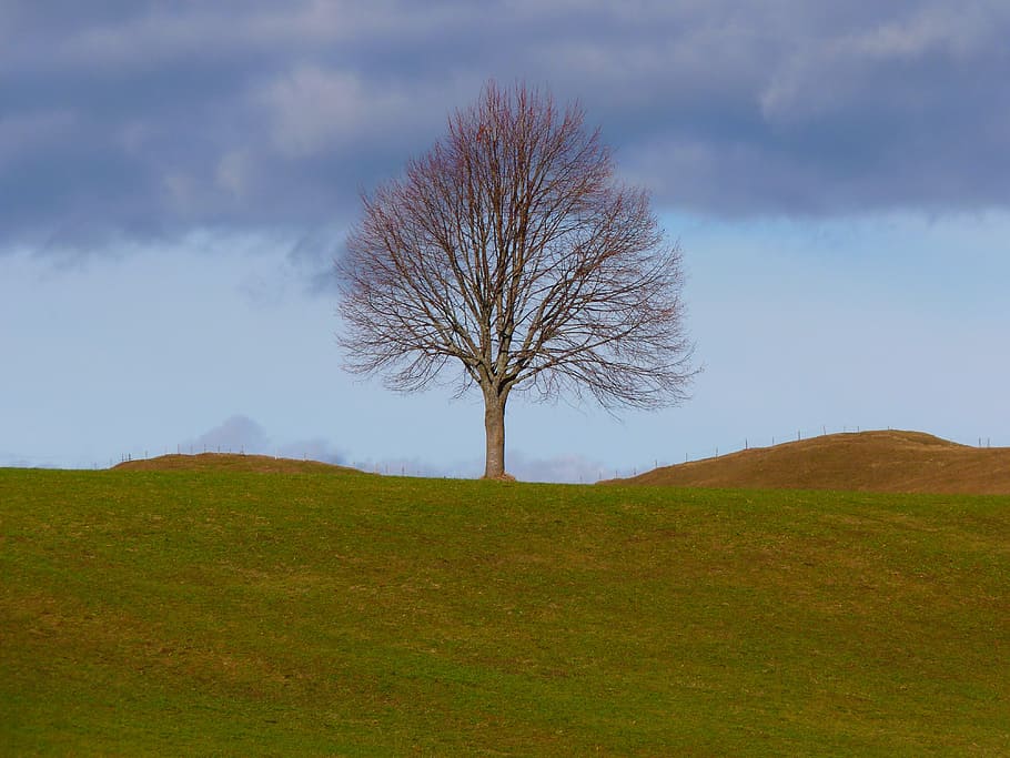 leafless tree, green, grass field, day time, tree, individually, nature, meadow, sky, still life