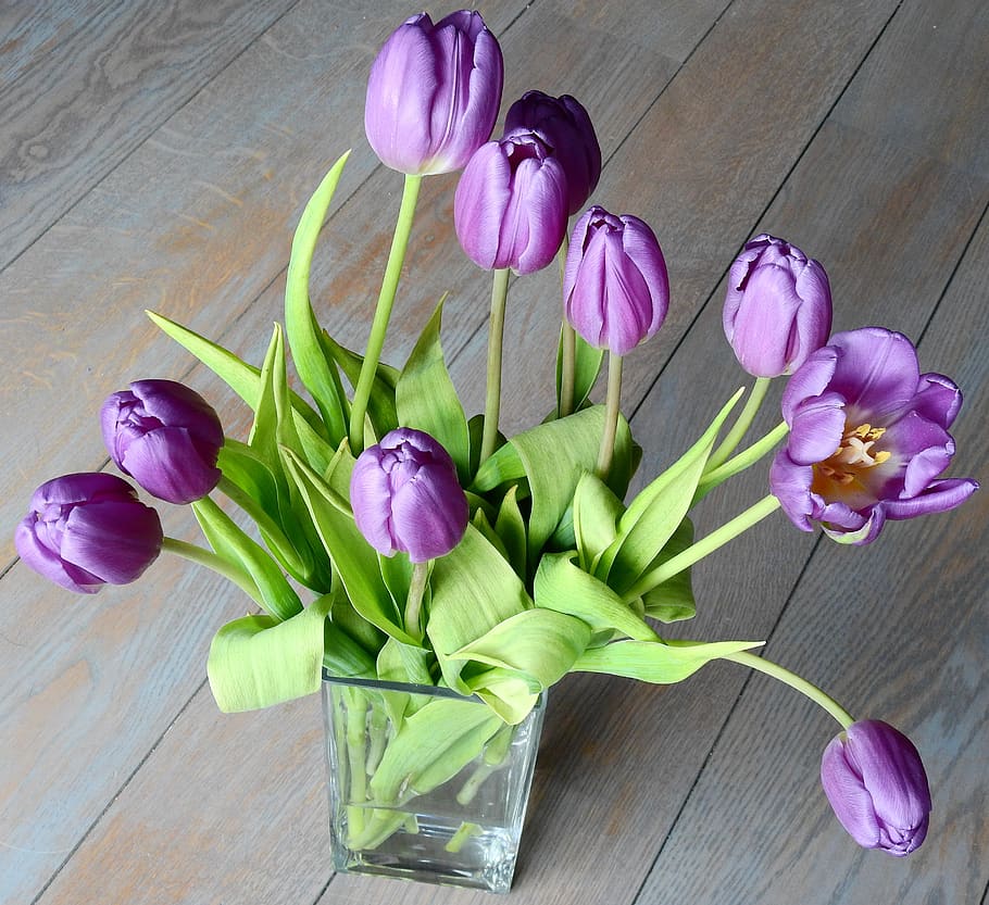 tulipán, pascua, naturaleza, flores, planta, hoja, floración, color, temporada, vivo