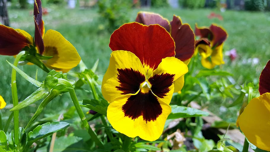 pansy, pansy flower, viola tricolor, yellow pansy, pansies, garden pansy, flower pansy, images of pansies, pansy picture, pansy plant