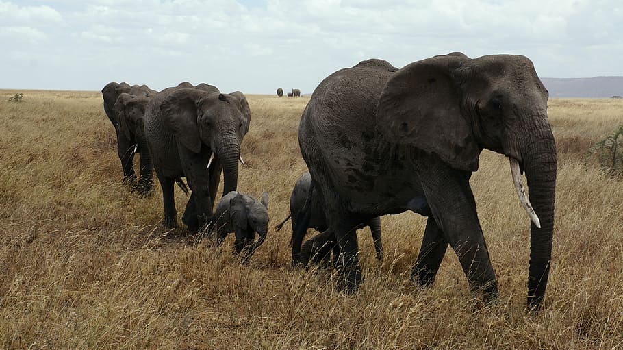 five, elephants, grass field, elephant, serengeti, pachyderm, safari, africa, animals, proboscis