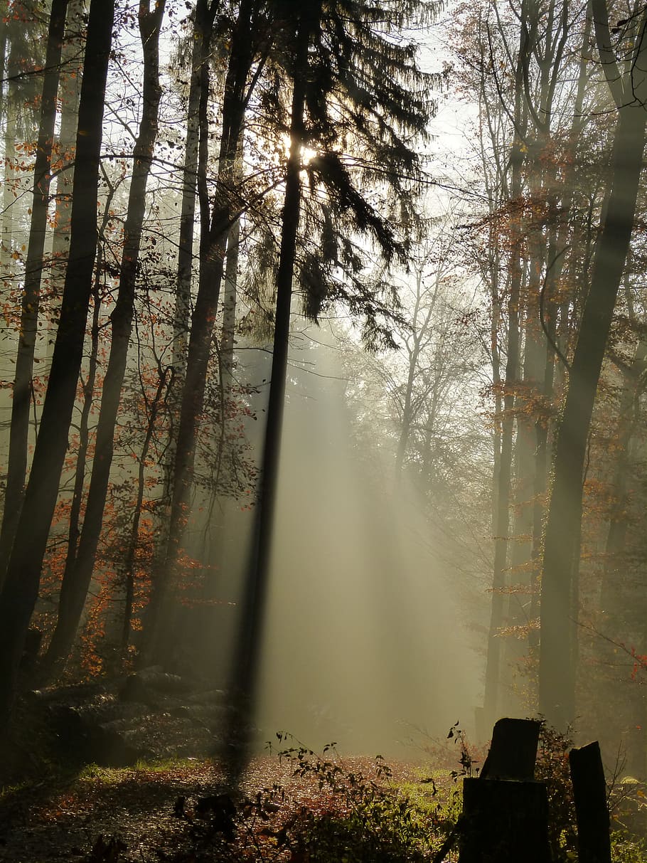 silhouette, trees, daytime, forest, fog, mood, sun, sunbeam, morning, in the early morning