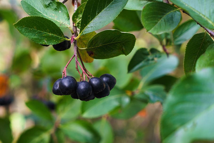black rowan, berry, fruit, bush, foliage, therapeutic, closeup, harvest, vitamins, nutrition