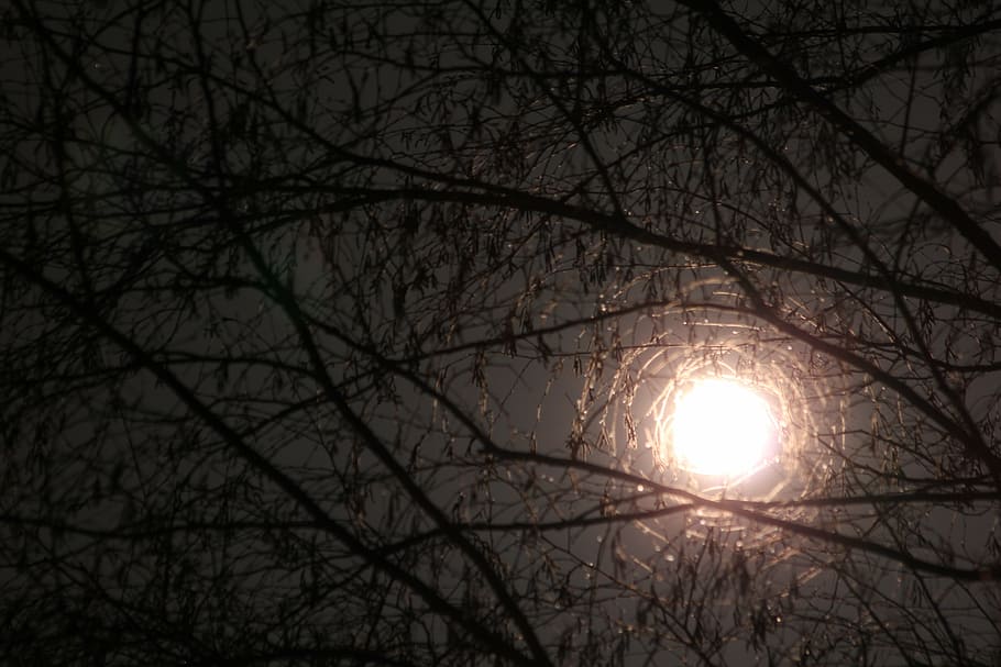 brown, tree, moon through branches, moon, branches, night, light, sky, branch, moonlight
